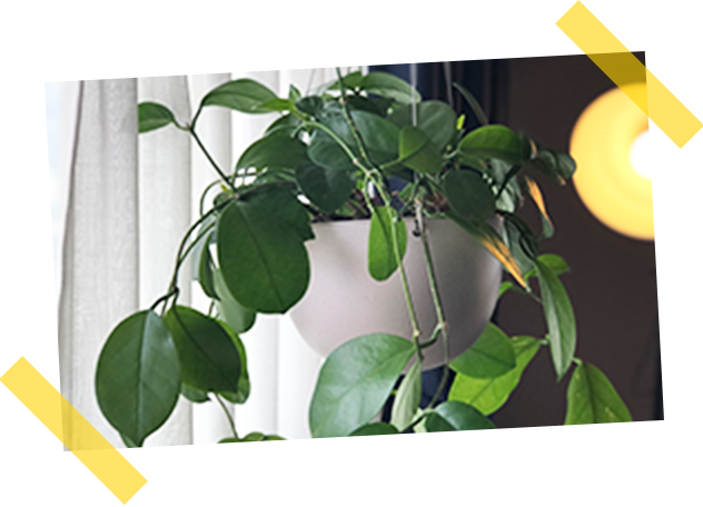 Plants